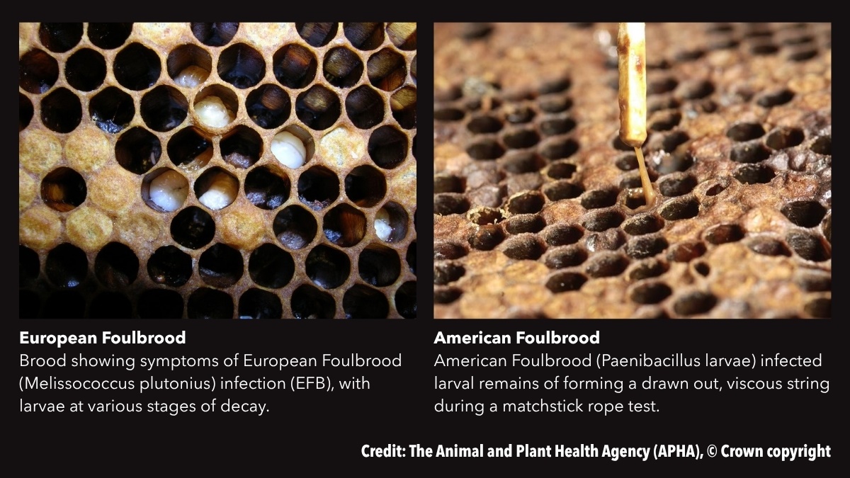 Beediseaseawarenessandbiosecurityforpestprofessionals4